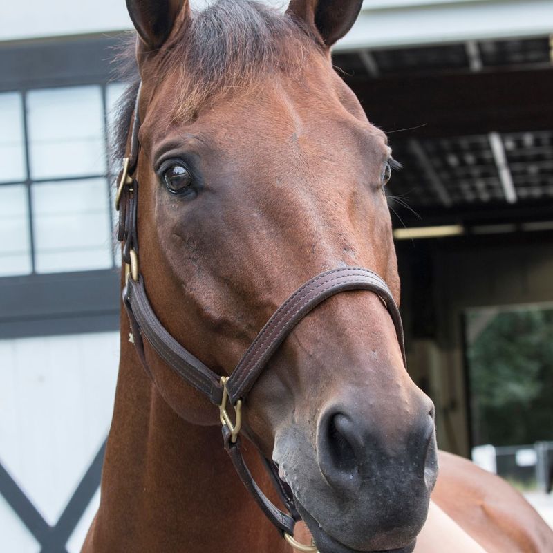 Equine Vet Lowcountry Holiday Horse Care Tips Carter Veterinary Services